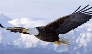 鹰的寿命有多少 鹰的寿命最长可达多少岁?
