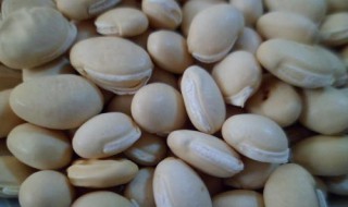 白扁豆的功效与作用及食用方法 白扁豆的功效与作用及食用方法长春妇科医院哪个医院好