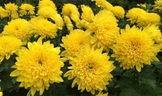 黄金菊的养殖方法和注意事项 黄金菊的养殖方法和注意事项图片