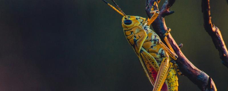 控制蝗蟲危害的技術，蝗蟲是完全變態發育還是不完全變態發育