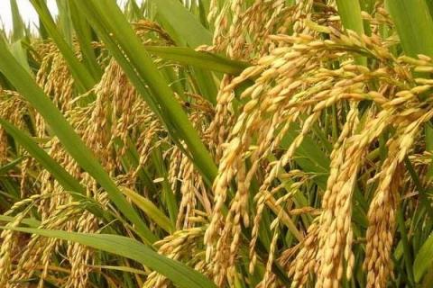 6612水稻品種