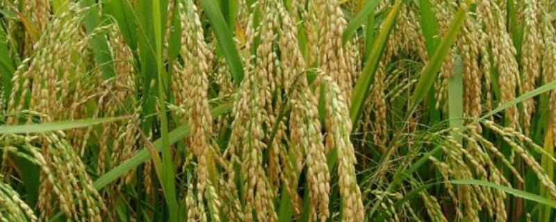 6612水稻品種