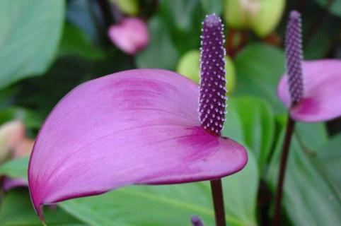 紫掌香妃的养殖方法和注意事项