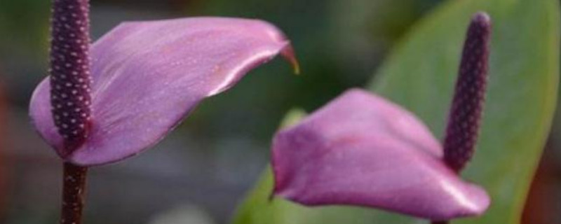 紫掌香妃的养殖方法和注意事项（紫掌香妃的养殖方法和注意事项）