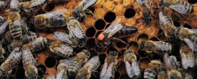 蜂群失王最多能坚持多久 蜂群失王时间过长怎么办