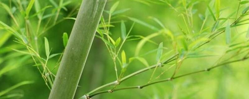 竹代表的意义与象征 竹的象征意义是什么词语