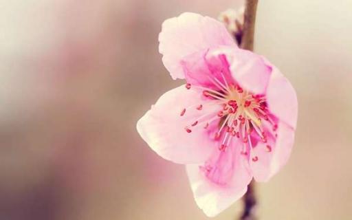 桃花的寓意和象征 樱花的寓意和象征