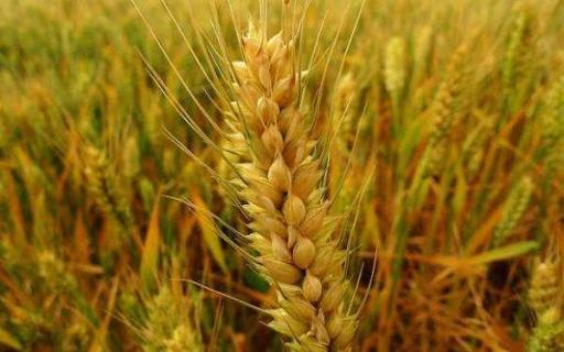 小麦哪个朝代传入中国 唐朝有小麦吗