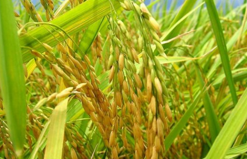 水稻虫害严重导致减产怎么办 二化螟等虫害的防治方法是什么