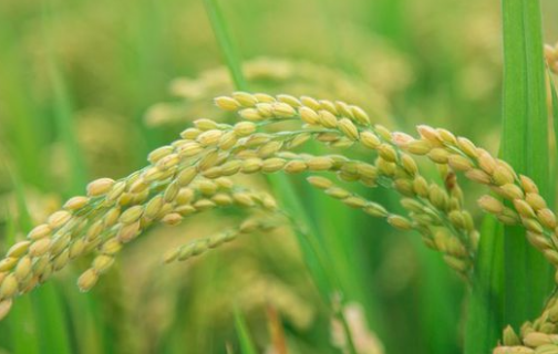 氮肥过多对水稻有什么危害 氮肥对水稻起什么作用