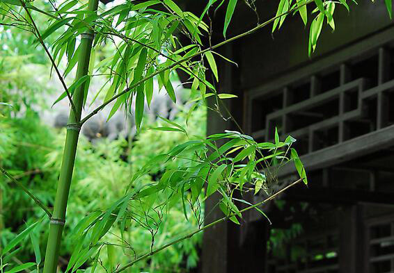 翠竹的象征意义，翠竹的种植