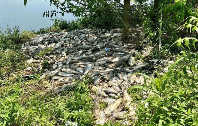 一鱼塘7万斤鱼突然死亡，警方介入调查 