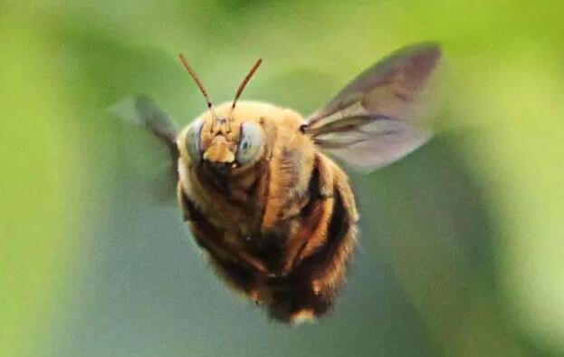 蛀木蜂最佳消灭方法 蛀木蜂最佳消灭方法是什么
