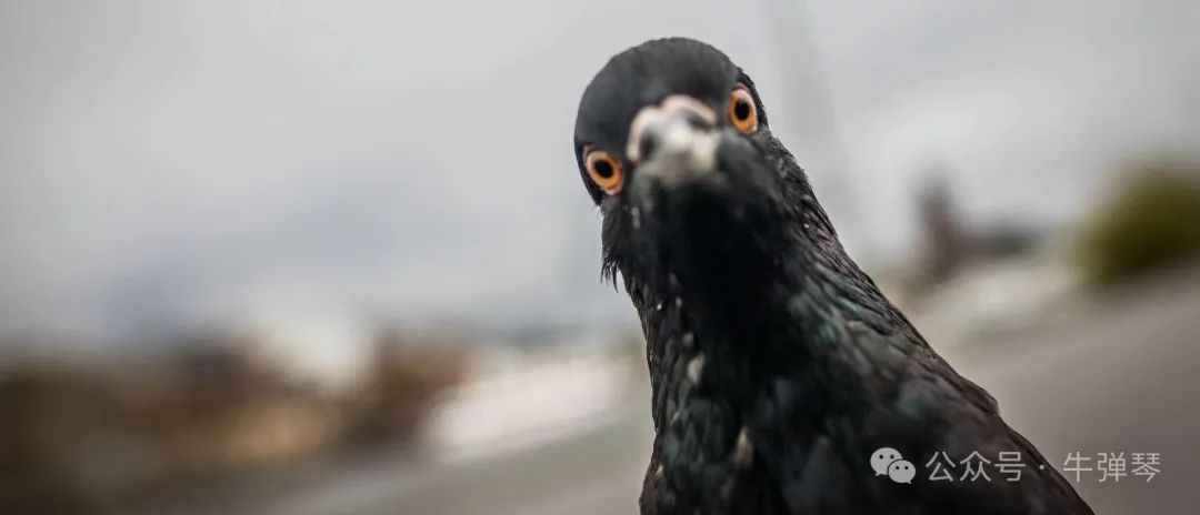 唉，一只可怜的台湾鸽子 台湾鸽子图片