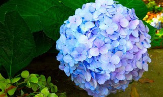 常见的蓝色花有哪些（常见的蓝色花有哪些品种）