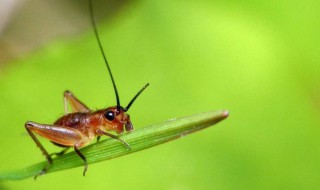 蟋蟀是通过什么发出声音的（蟋蟀是通过什么发出声音的?）