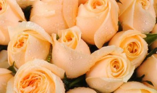 香槟玫瑰和黄玫瑰的区别是什么（香槟玫瑰和黄玫瑰是一种花嘛）