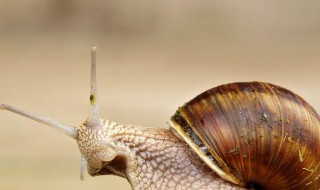 蜗牛是益虫还是害虫呢 蜗牛是益虫还是害虫?请说明理由