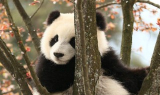熊猫的特点 熊猫的特点和外貌描写