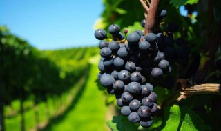 葡萄是在什么季节种的 葡萄是什么季节种的?怎么种?