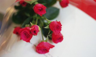 玫瑰冬季的养护方法（玫瑰冬季的养护方法是什么）