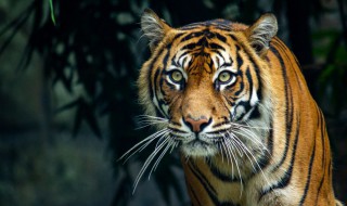 老虎的智商相当于人几岁 老虎为什么不伤害猫