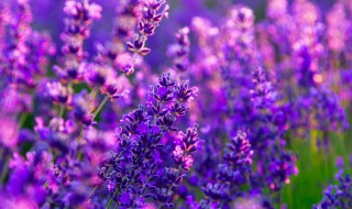 什么花是紫色的（什么花是紫色的花朵）