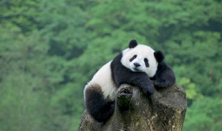 大熊猫的进化历史（大熊猫的进化历史50字）