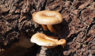 柳树上的蘑菇叫什么名字 柳树上面的蘑菇