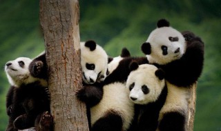 大熊猫生活在什么地方（大熊猫生活在什么地方?解答20字）