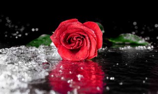 玫瑰花如何保鲜 玫瑰花如何保鲜水里放什么
