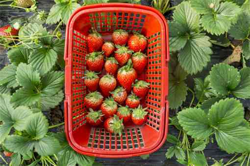 红颜草莓种植技术详解