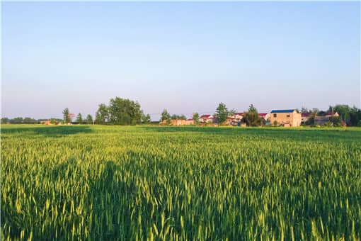 2022小麦最低保护价最新政策：国家保护价多少钱一斤？附最低收购价