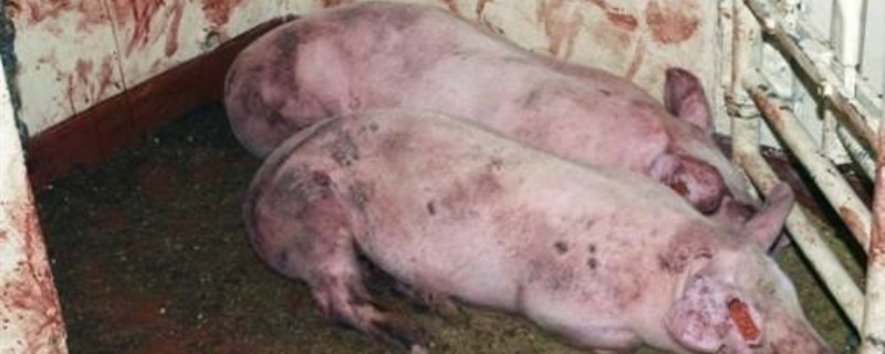 非洲猪瘟过后猪舍多久才能养猪 得过非洲猪瘟的猪舍多长时间能养猪