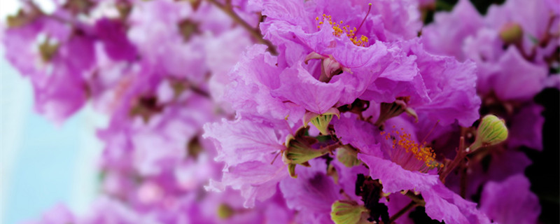 紫薇为什么不能种在家里 紫薇可以种在家门口吗
