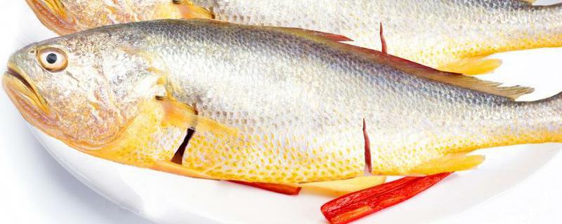 黄花鱼价格一般多少钱一斤 黄花鱼市场价多少钱一斤