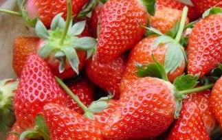 章姬和红颜草莓的区别 红颜与章姬草莓的区别