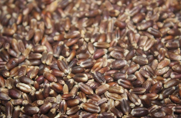 黑麦是什么，黑麦种植方法有哪些 黑麦是什么,黑麦种植方法有哪些特点