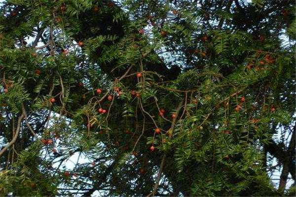 红豆杉公母树要种在一起吗