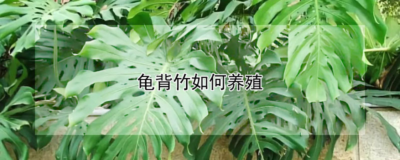 龟背竹如何养殖 龟背竹的养殖方法