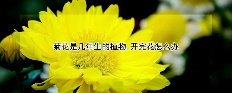 菊花是几年生的植物,开完花怎么办 菊花能开几年花