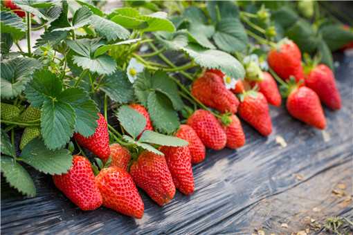 红颜草莓和奶油草莓有什么区别 红颜草莓和奶油草莓口感区别