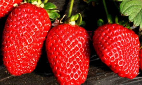 美香莎草莓