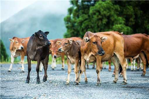 2021年牛价格预测：是涨价还是下跌 2021年牛价上涨吗