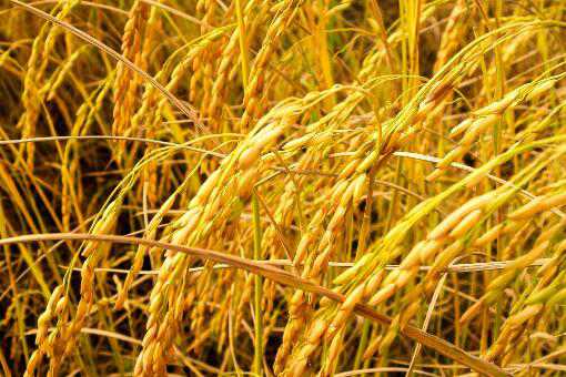 现在稻谷多少钱一斤 现在稻谷多少钱一斤杂交水稻