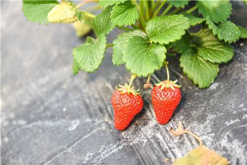 奶油草莓种植技术详解：选苗工作很重要！