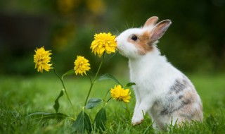 暖暖的宠物兔兔的名字雪白柔软 小白兔宠物名字