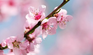 桃花杏花梨花的开花顺序是啥（梨花和杏花哪个先开花?）