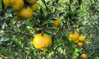 圈枝柑的保存方法 柑橘的存放方法