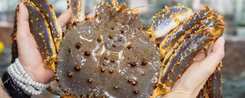 帝王蟹可以人工养殖吗，产地在哪里 帝王蟹有没有人工养殖的